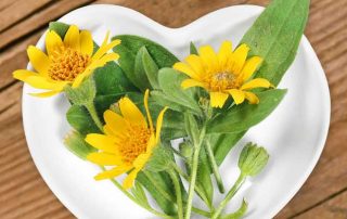 What is Arnica - Arnica Flower